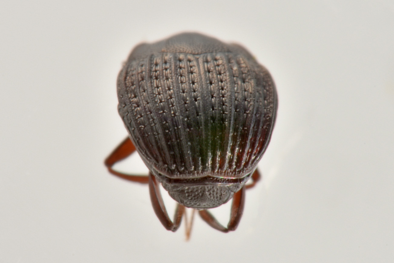 Histeridae: Onthophilus affinis